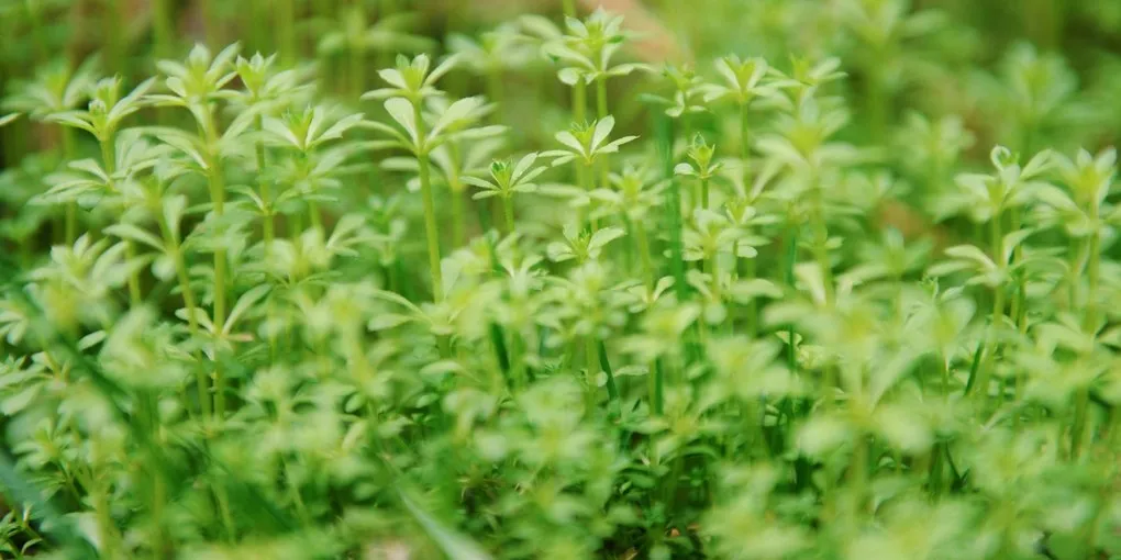 Bacopa Monnieri: Top Picks Ranked