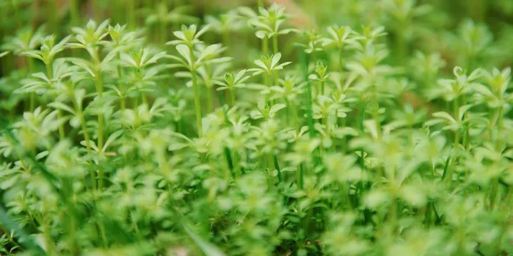 Bacopa Monnieri: Top Picks Ranked