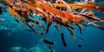 Best Iodine Supplement: Top Picks Ranked