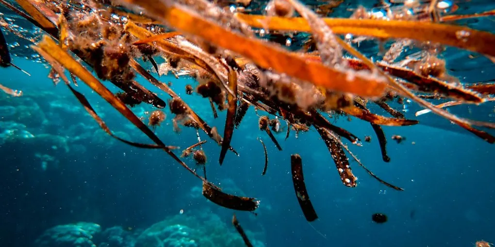 Best Iodine Supplement: Top Picks Ranked