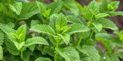 Best Lemon Balm Supplement 2026: Top Picks Ranked