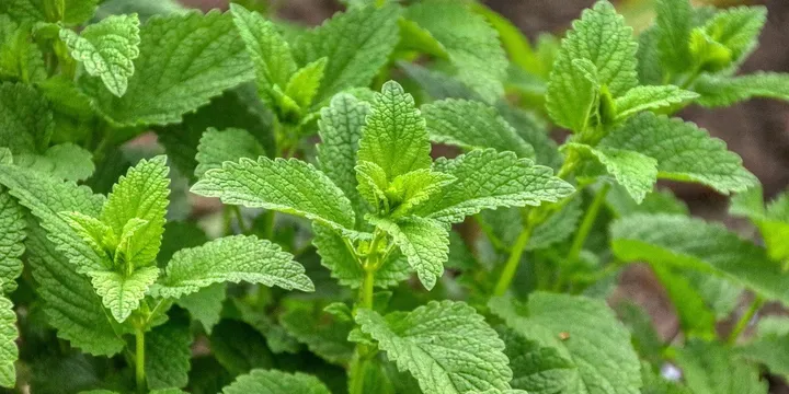 Best Lemon Balm Supplement 2026: Top Picks Ranked