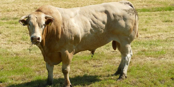 Best Male Fertility Supplements 2026: Top Picks Ranked