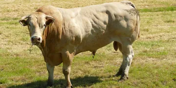 Best Male Fertility Supplements 2026: Top Picks Ranked