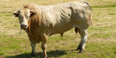 Best Male Fertility Supplements 2026: Top Picks Ranked