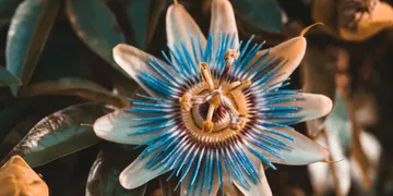 Best Passionflower Supplement 2026: Top Picks Ranked