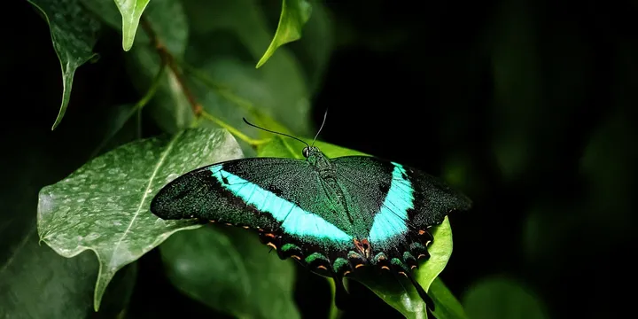 Best Plant Sterols Supplement 2026: Top Picks Ranked