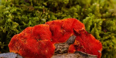 Best Reishi Mushroom Supplement 2026: Top Picks Ranked