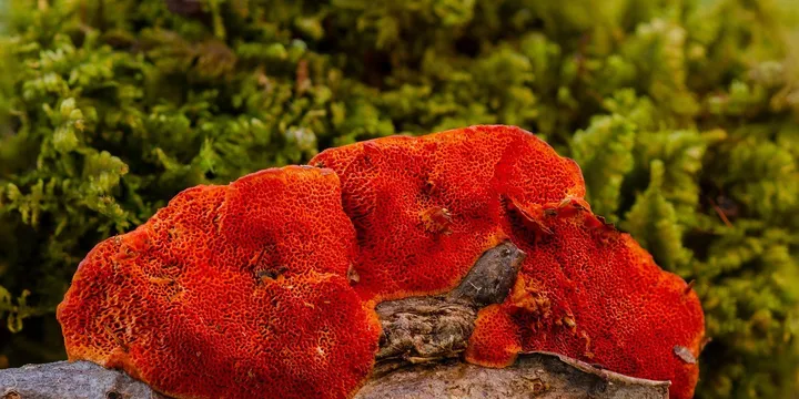 Best Reishi Mushroom Supplement 2026: Top Picks Ranked