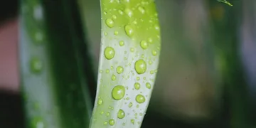 Best Vegan Omega-3 Supplement: Top Algae Oil Picks for 2026