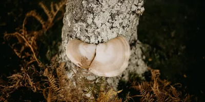 Best Chaga Mushroom Supplement: Top Picks Ranked