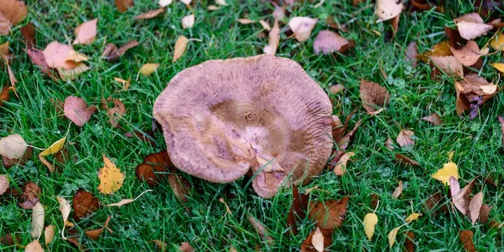 Best Lion's Mane Mushroom Supplement 2026: Top Picks Ranked