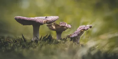 Best Mushroom Supplement Stack 2026: Top Picks