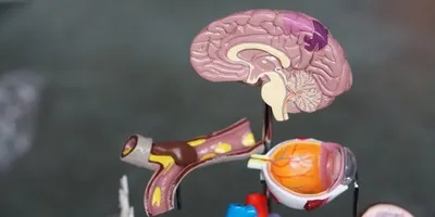 Best Nootropics Stack 2026: Top Picks for Focus & Memory