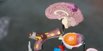 Best Nootropics Stack 2026: Top Picks for Focus & Memory