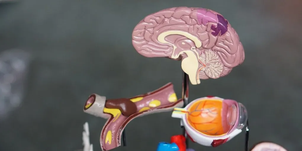 Best Nootropics Stack 2026: Top Picks for Focus & Memory