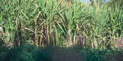 Best Policosanol Supplement: Top Picks Ranked