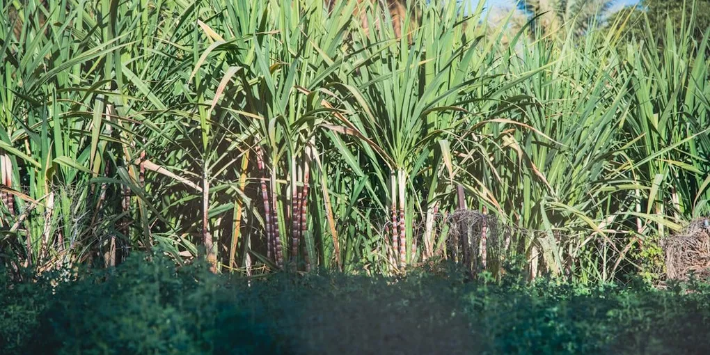 Best Policosanol Supplement: Top Picks Ranked