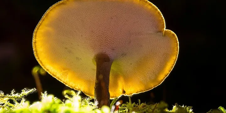 Best Reishi Mushroom Supplement for Sleep: Top Picks Ranked