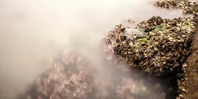 Best Sea Moss Supplement 2026: Top Picks Ranked