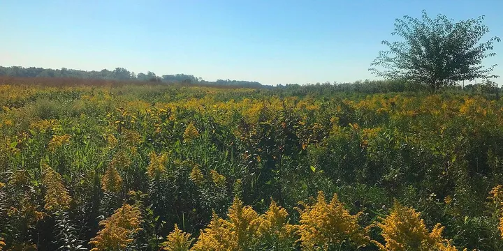 Best Spring Allergy Supplements 2026: Top Picks