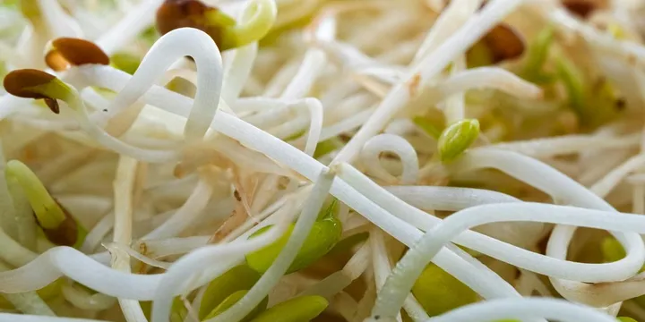 Best Sulforaphane Supplement: Top Picks Ranked