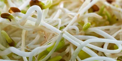 Best Sulforaphane Supplement: Top Picks Ranked