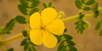 Best Tribulus Terrestris Supplement: Top Picks Ranked