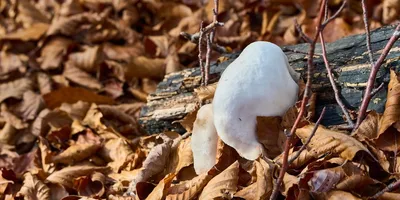 Lion's Mane Mushroom: Top Picks Ranked