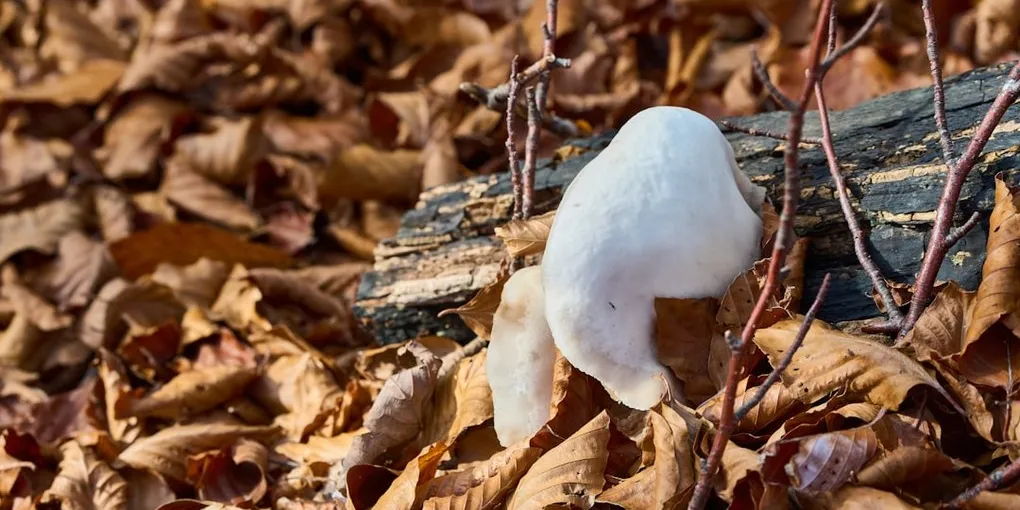 Lion's Mane Mushroom: Top Picks Ranked