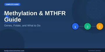 Methylation and MTHFR: Top Picks Ranked
